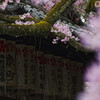 桜と提灯