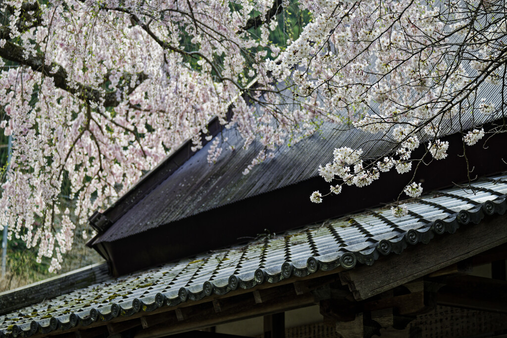 瓦と桜