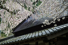 瓦と桜
