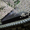瓦と桜