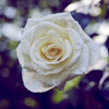 薔薇の美しさ
