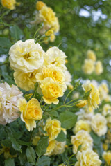 黄色い薔薇