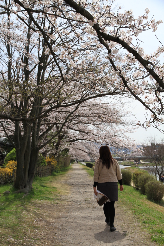 陽のあたる桜路