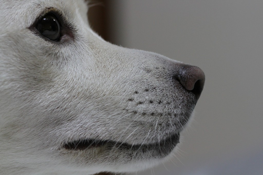 dog nose