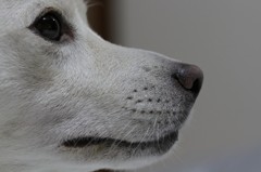 dog nose