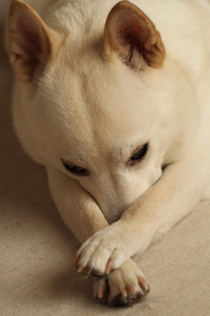 眠いの・・・。