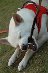 猛犬注意