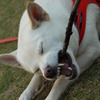 猛犬注意