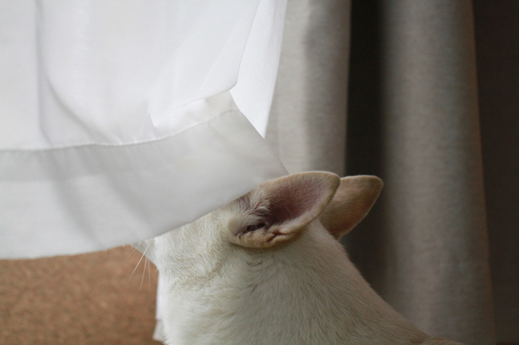 ちらり