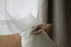 ちらり