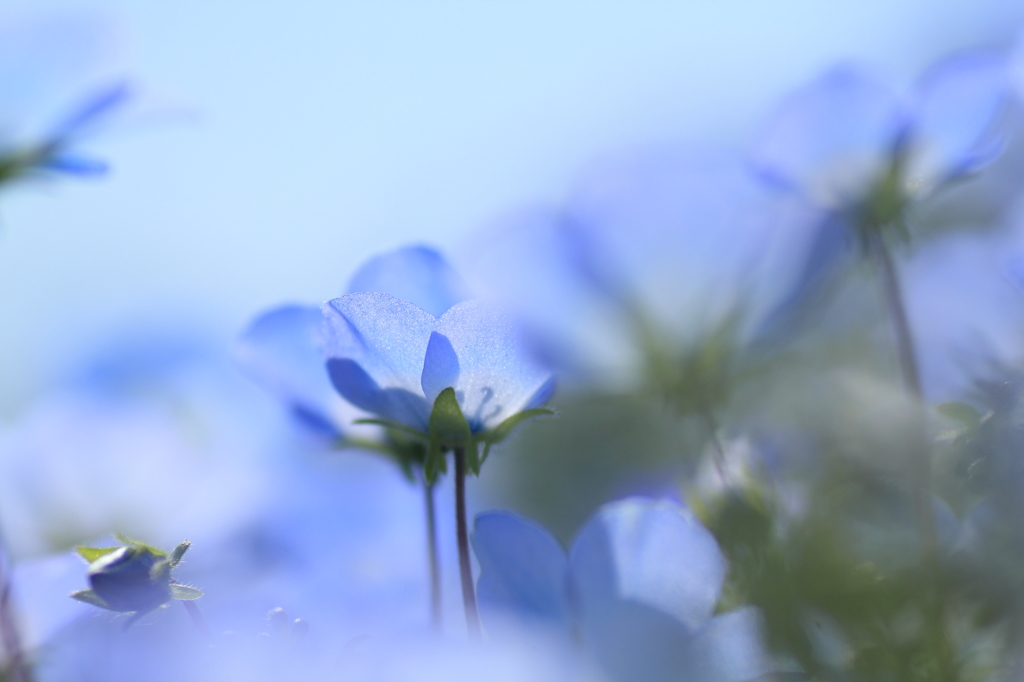 やさしい花