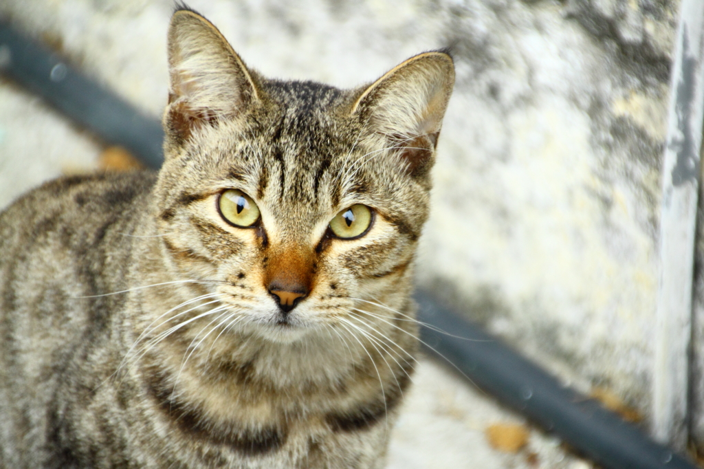 まなざしねこ