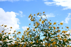 夏の日の青空