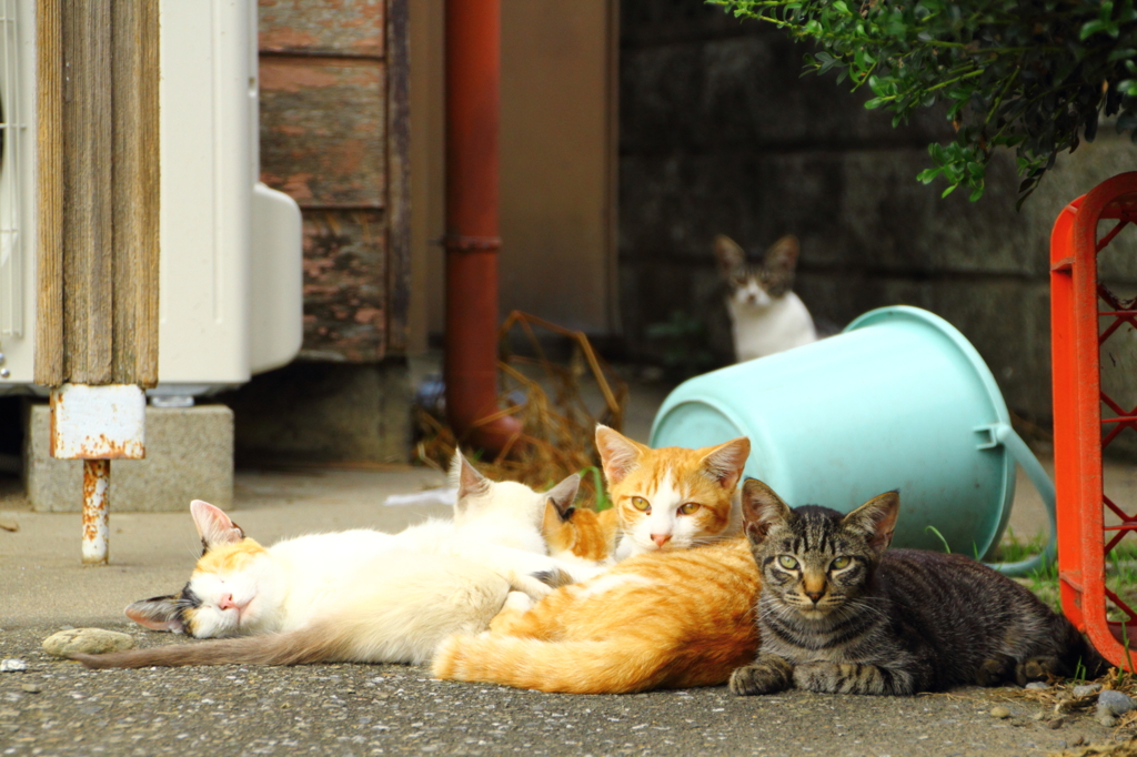 ねこが６匹