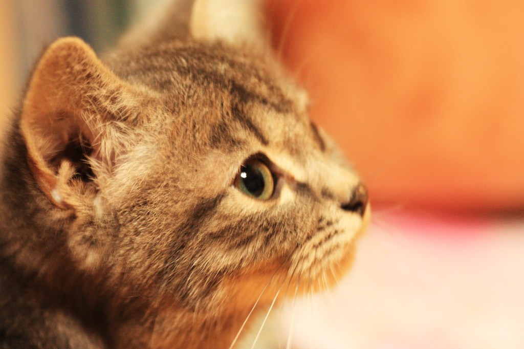 愛猫