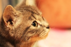 愛猫