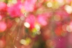 極彩色くも