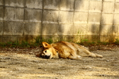 ぐったりいぬ