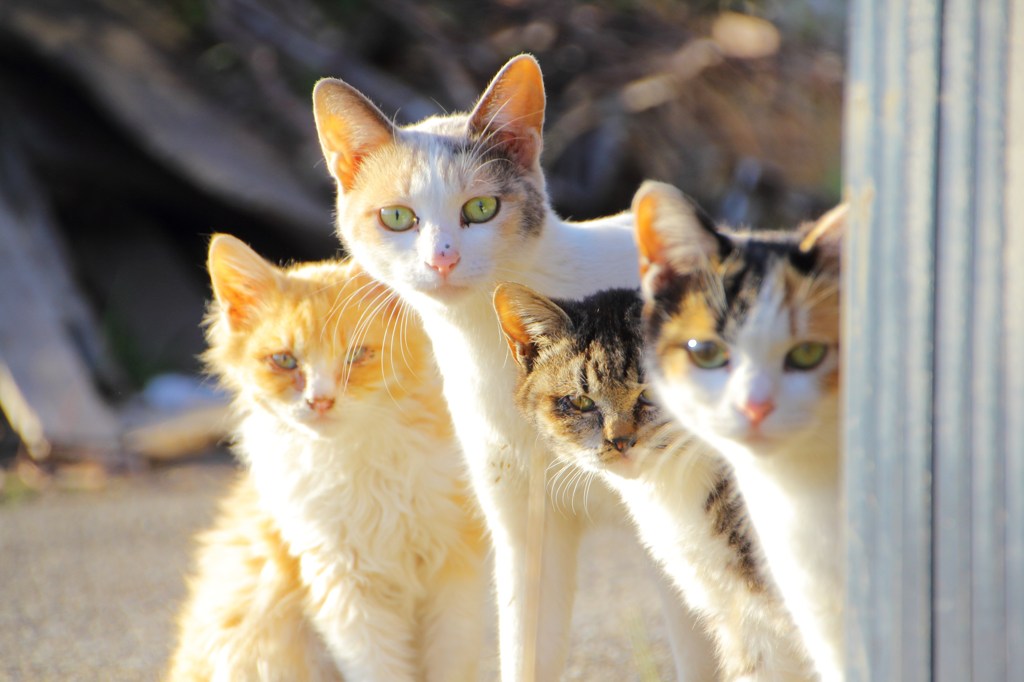 ねこ　ねこ　ねこ　ねこ