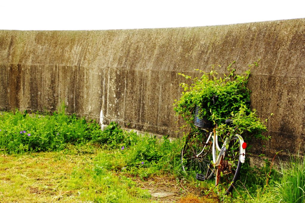 自転車
