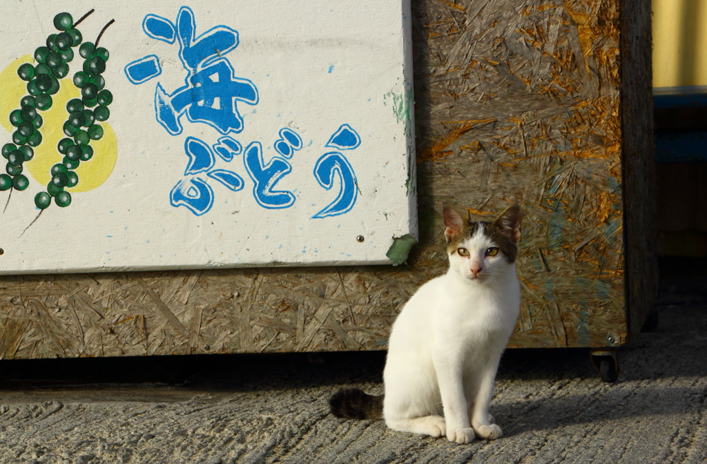 海ぶどうねこ
