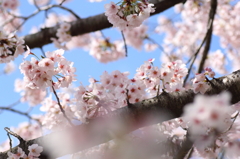 春風