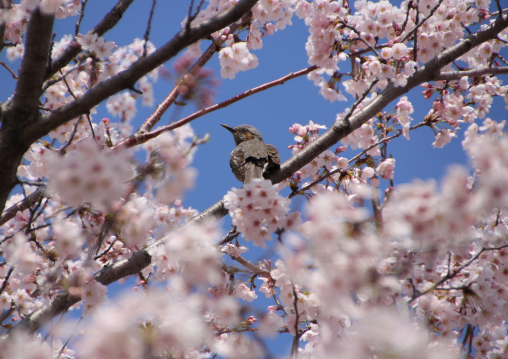 春の鳥