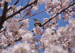 春の鳥