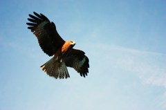 鳶