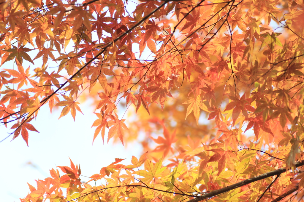 紅葉*２