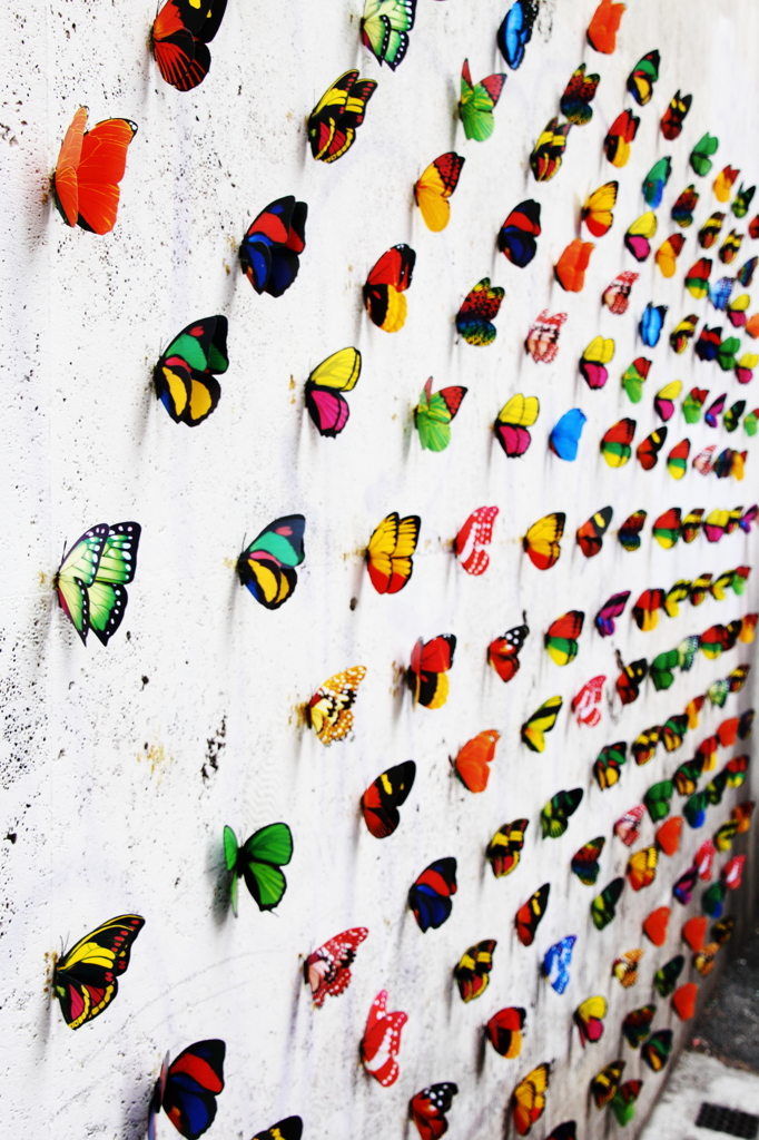 butterflyｰ1