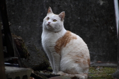 凛としたねこ