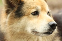寂し顔