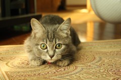 ねこ