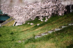 花散らし