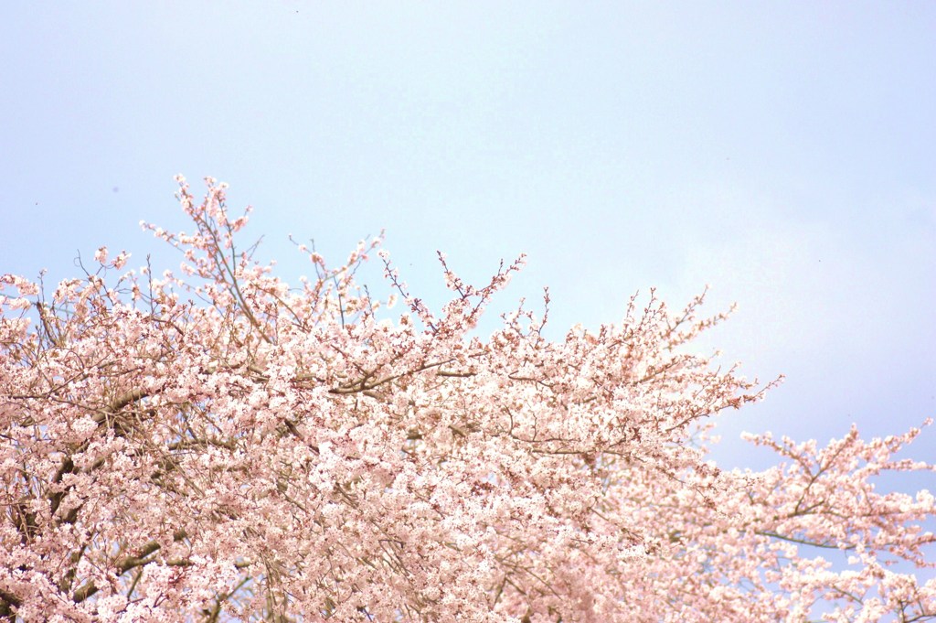 桜