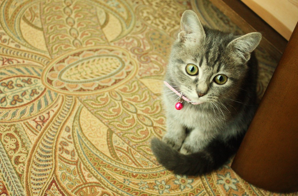 ねこ