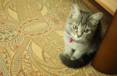 ねこ