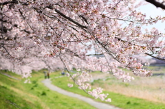 日差し