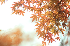 紅葉*１