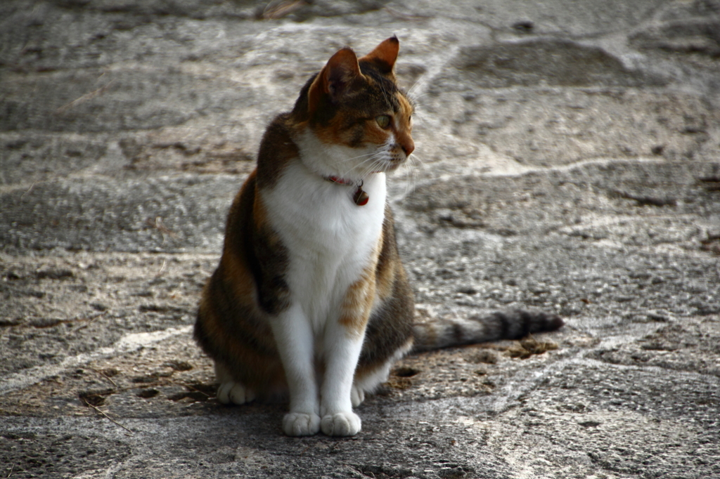 ひっそりねこ