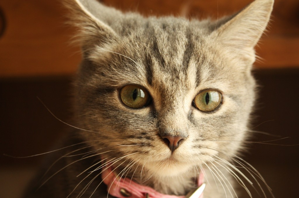 ねこ