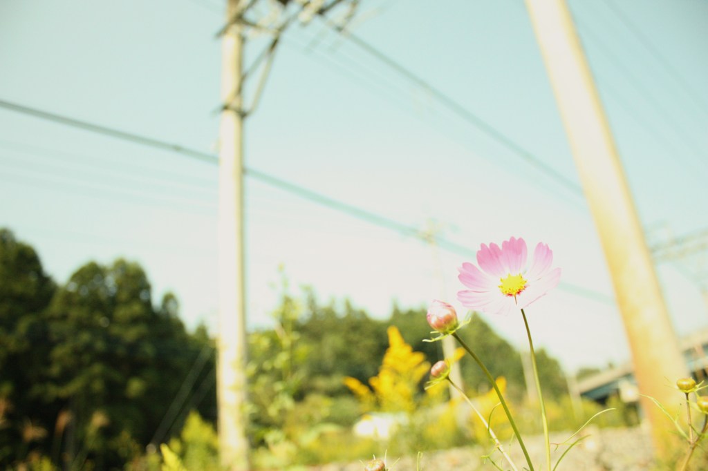 秋桜