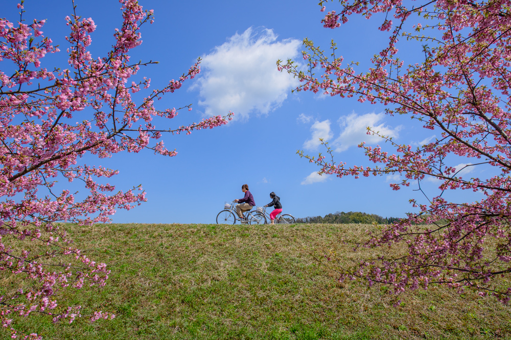 桜土手