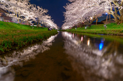 桜の流れ