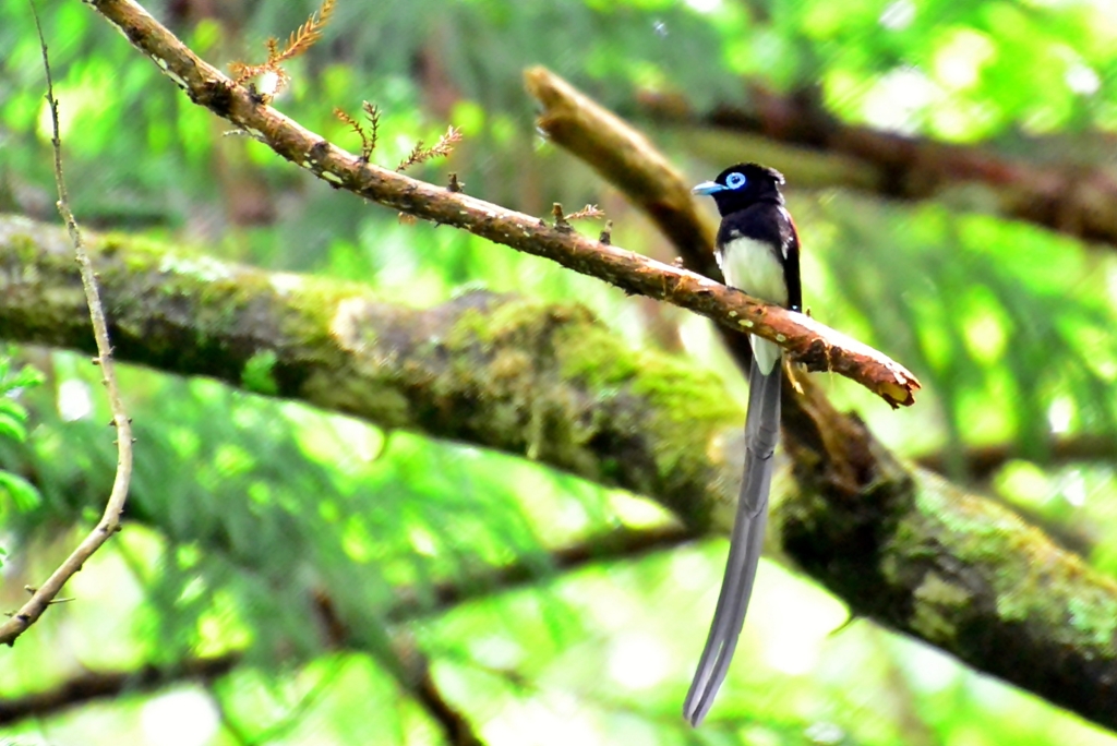 Japanese Paradise Flycatcher