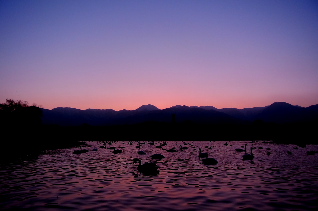 安曇野夕景（遊水池と白鳥）