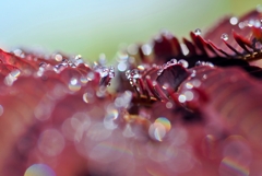 水玉