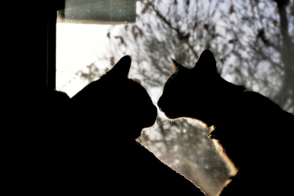 あいさつ (sora & shima)