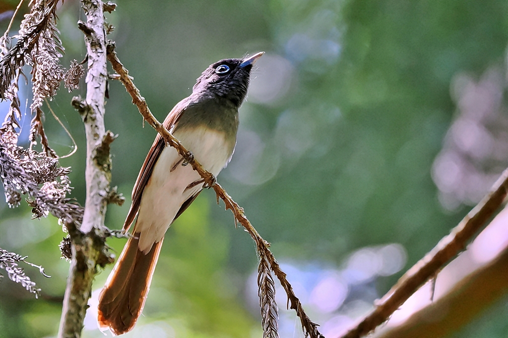 サンコウチョウ♀